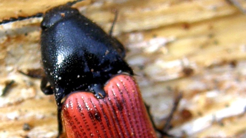 Elateridae: Ampedus cinnaberinus
